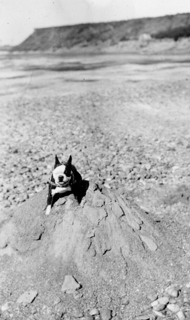 Brazos River runs dry in 1937. Picture of a dog in the riverbed.